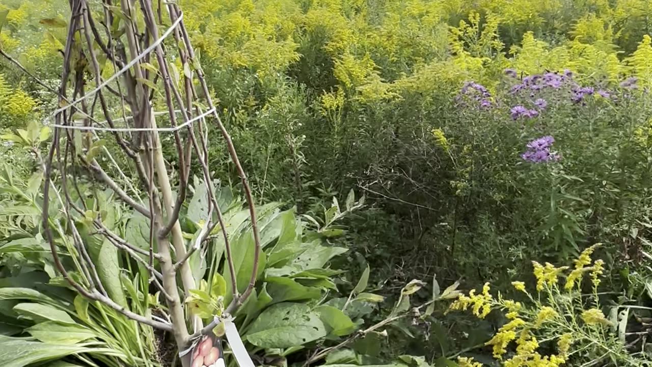 Replacing a Fruit Tree