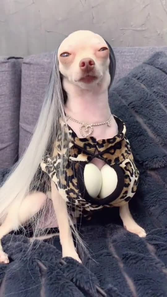 Sexy Dog