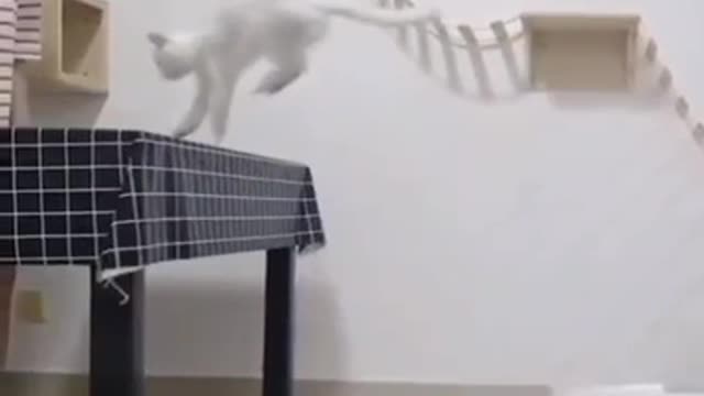 Cat Does DOUBLE JUMP in AIR