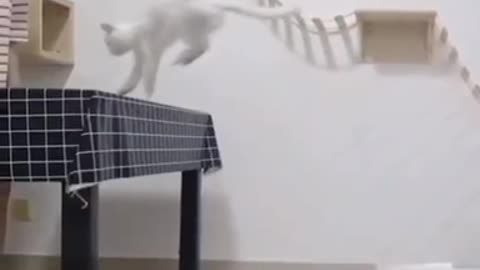 Cat Does DOUBLE JUMP in AIR