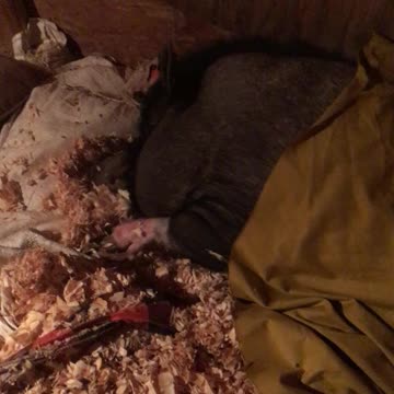 PotBellied Piggy Tucked In