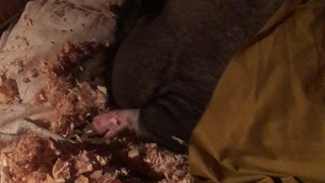 PotBellied Piggy Tucked In
