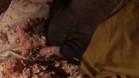 PotBellied Piggy Tucked In