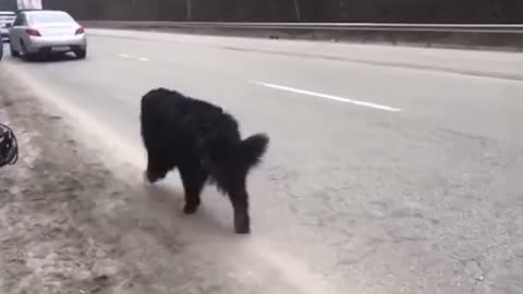 Lost dog looking for its owner in Erbin near Kyiv,Ukraine