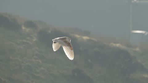 Barn Owl In Flight