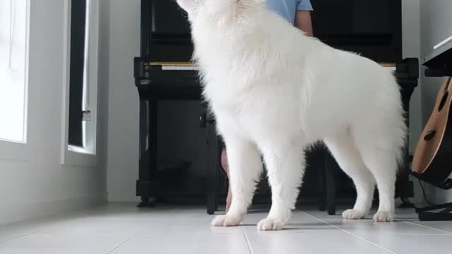 Dog is singing song with the background music😂♥️♥️