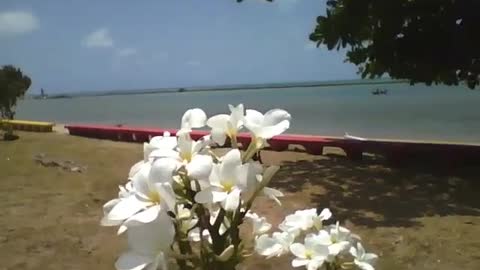 Um lindo cacho de flores plumerias brancas, com vista para a praia no litoral [Nature & Animals]
