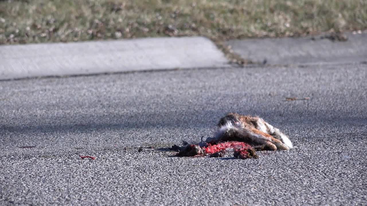 Dead rabbit hit by car on street