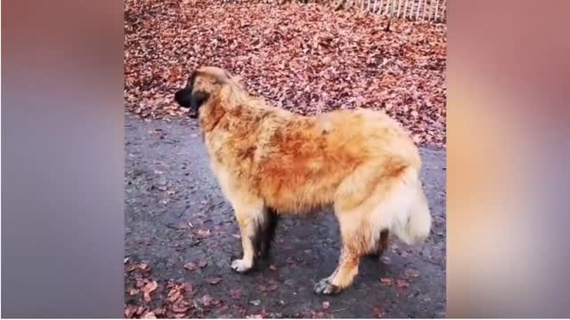 Dog Loves Its Duck Buddy