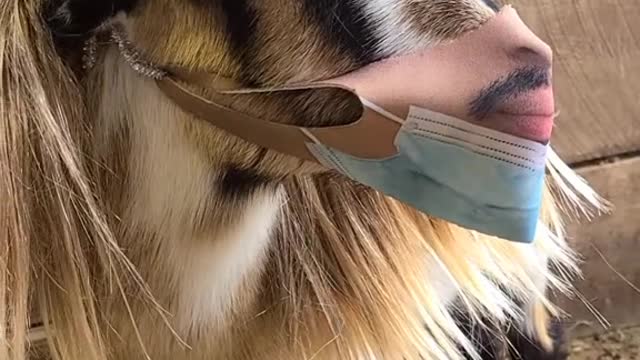 A goat wearing a mask with a man's face