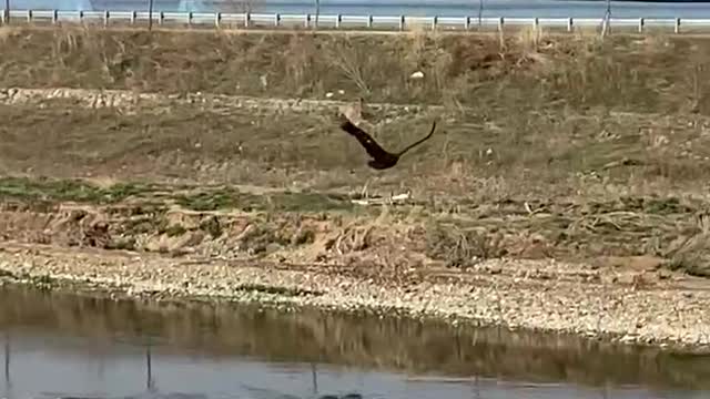 Eagle's flight in the city