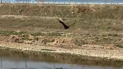Eagle's flight in the city