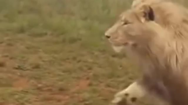 Lion attack with Man short video