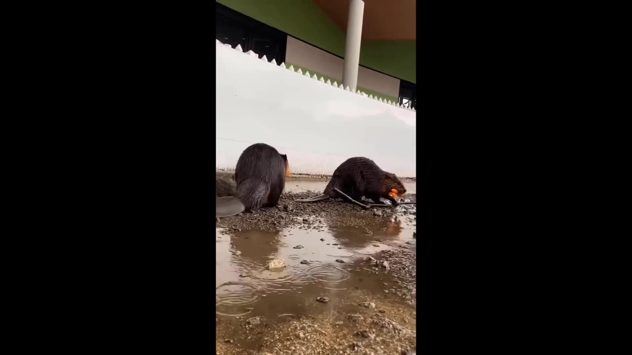 New Cute Baby Animals Videos Compilation ｜ Funny and Cute Moment of the Animals #3 - Cutest Animals