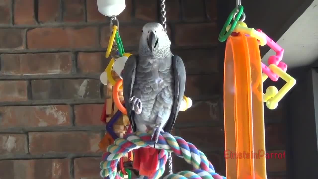 Einstein Parrot can talk better than most humansp12