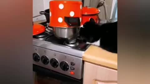 hungry cat