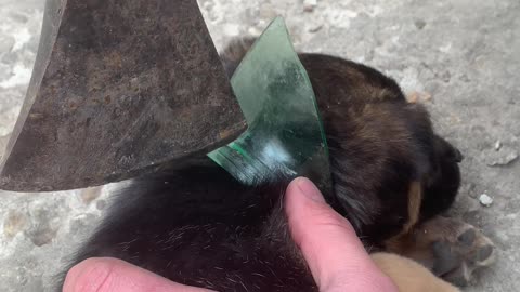 Puppy Set Free From Glass Jar