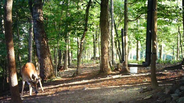 The Woods - 07/30/2021