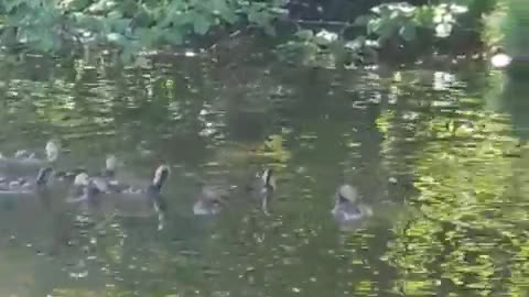 Momma mallard and her ducklings