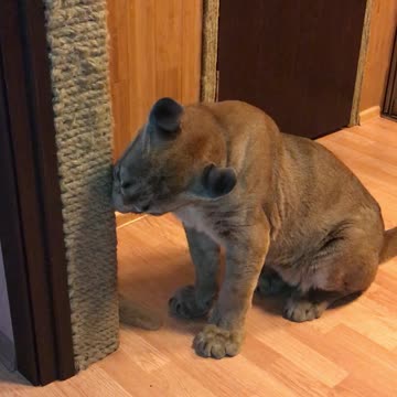 A well-bred Puma sharpens its claws on the scratching post
