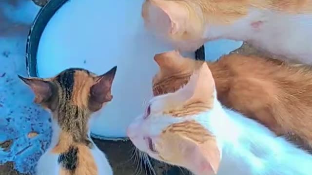 Cute and Funny Cat videos..