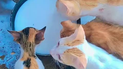 Cute and Funny Cat videos..