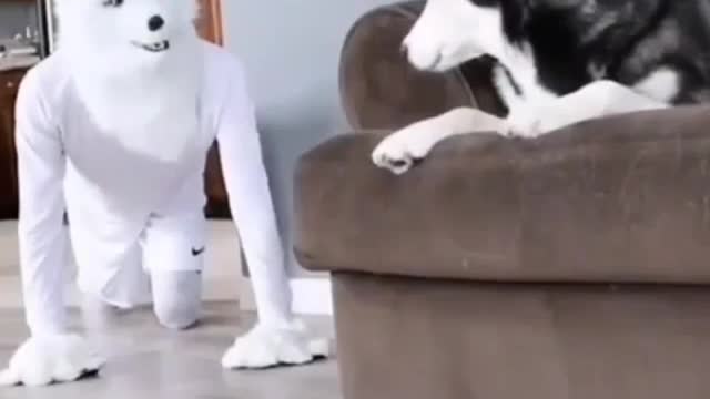 He really scared🤣🤣😂 Funny dog video 🤣