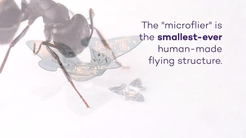 Winged microchip is smallest-ever human-made flying structure