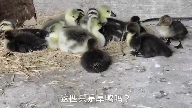 duck nest