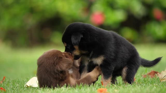 Cute dog puppy beautiful Pappy | love this | Pappy video