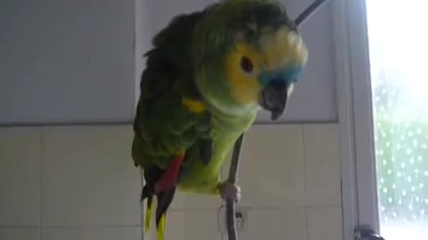 incredible parrot sings the cockroach