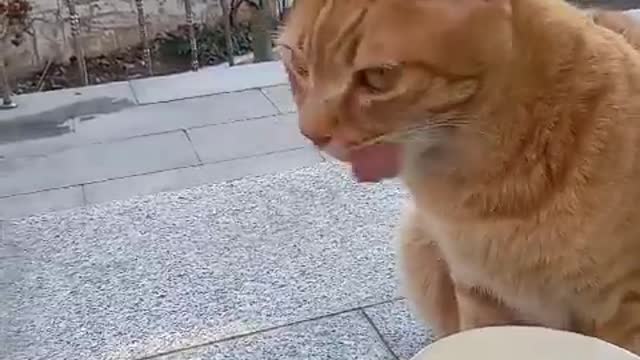 A stray cat that's always hungry.