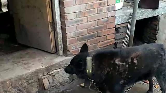 big black dog