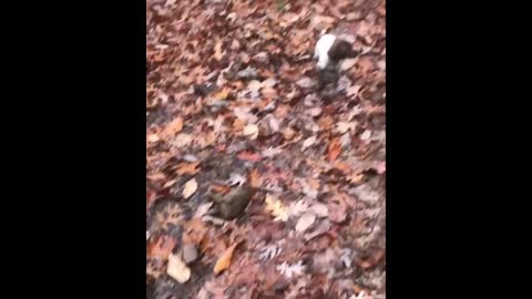 Puppies first day in the woods