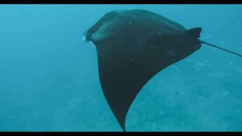 Stingray Fish Flying in the blue water part 1