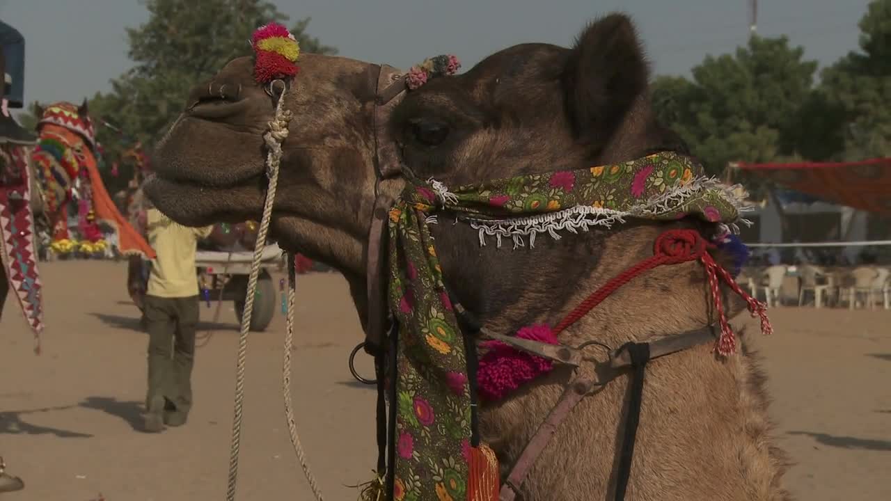 Camel Decorated For Fair in India