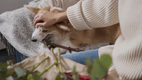 Funny dog trying to eat wood