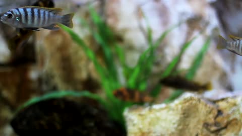 Active fishes on the tank