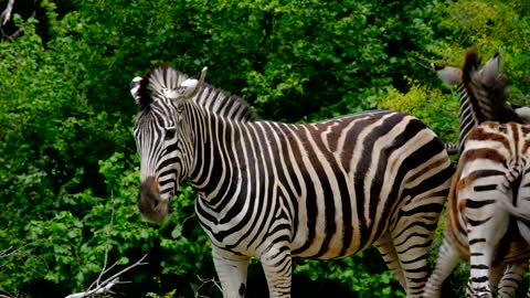 beautiful happy zebras