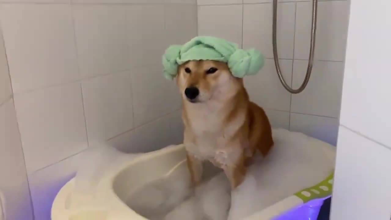 Shiba Inu enjoys relaxing soak in the tub