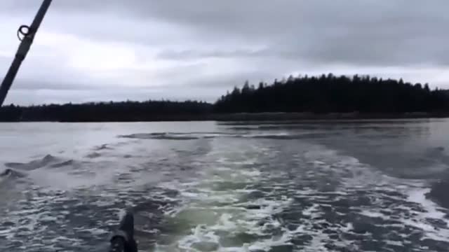 Killer Whale Throws Sea Lion 20 Feet Into The Air