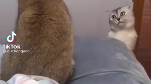 Funniest cat trying to win a fight when it is losing ? 😂