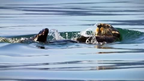 Otters swimming in the water are so cute!