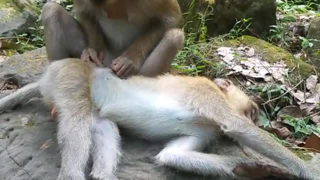 Monkey is fun