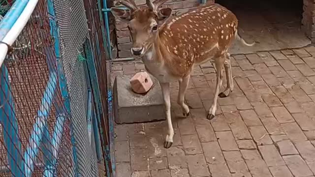 This buck has majestic horns!