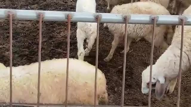 sheep waiting for lunch