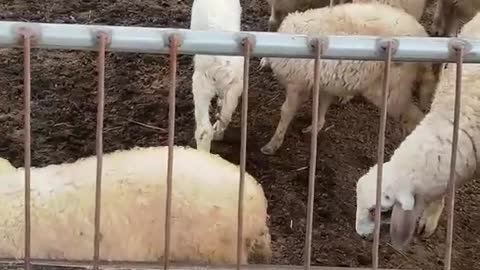 sheep waiting for lunch