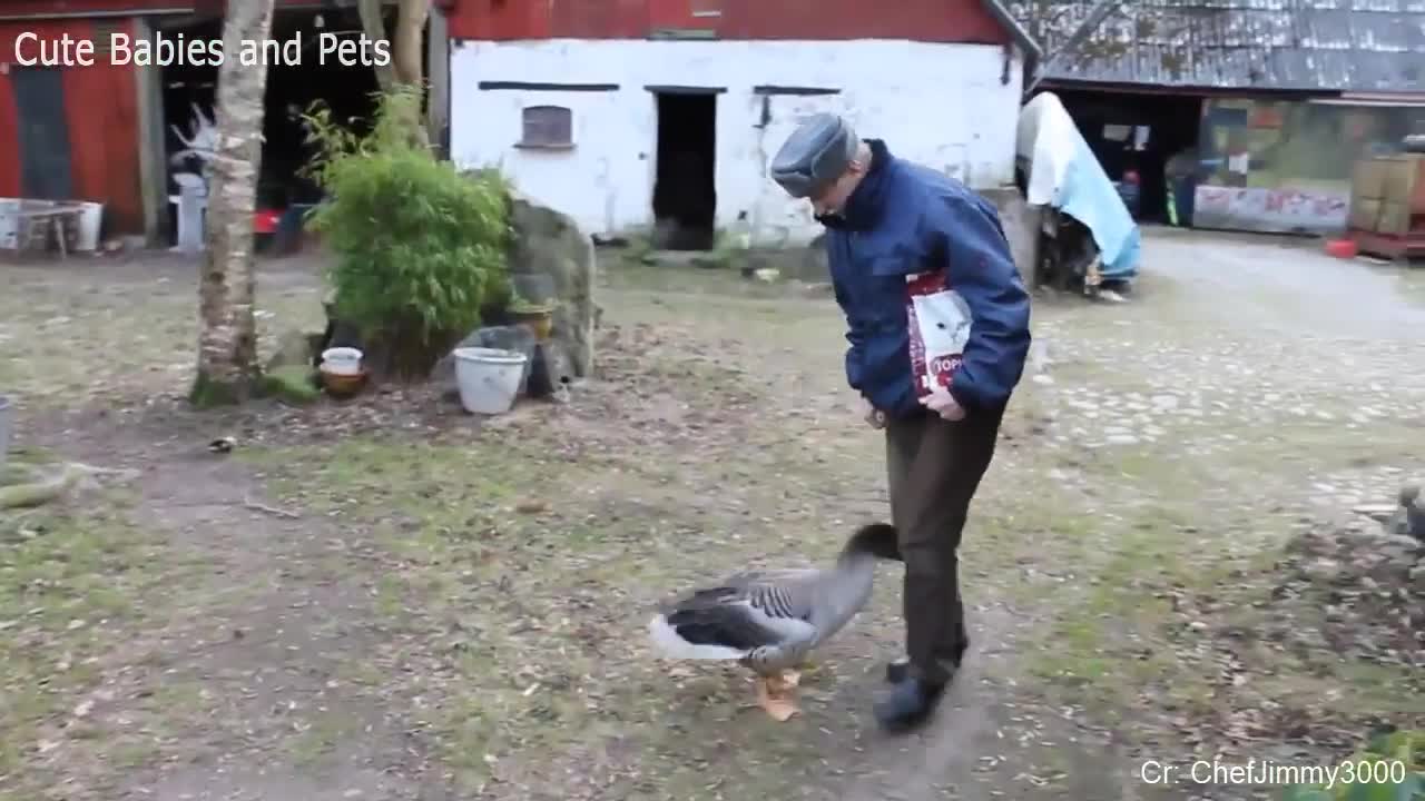 Different funny animals chasing people 2021