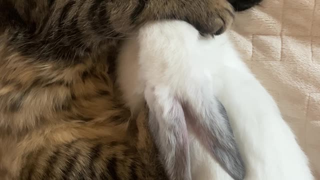 Cat and rabbit cute sleeping together. funny video