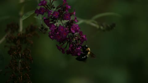 Bee pollinating the flowers in slow motion